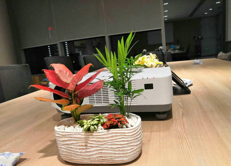 綠植租擺銷(xiāo)售 (3)